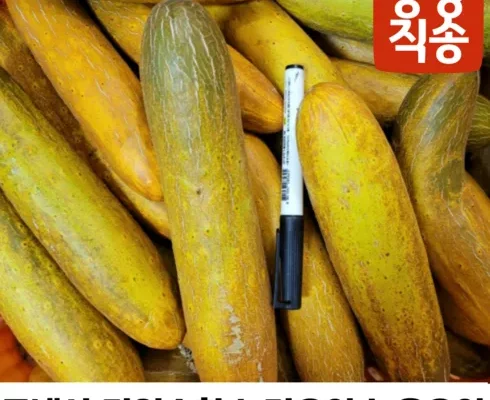 이번주 오이10kg 후기정보 비교해보기