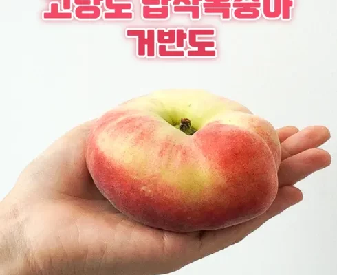 오늘의 핫딜 거반도납작복숭아 리뷰 비교